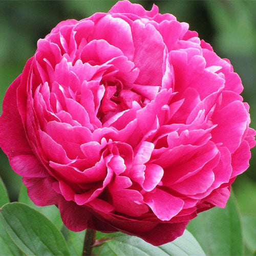 Peony Avis Varner - Peonita