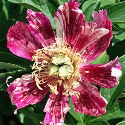 Peony Bad Hair Day (ITOH ) - Peonita