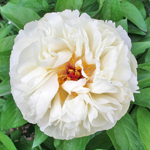 Peony Ballerina - Peonita