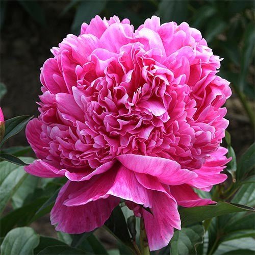 Peony Barbara - Peonita