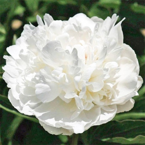 Peony Barones Schroeder - Peonita