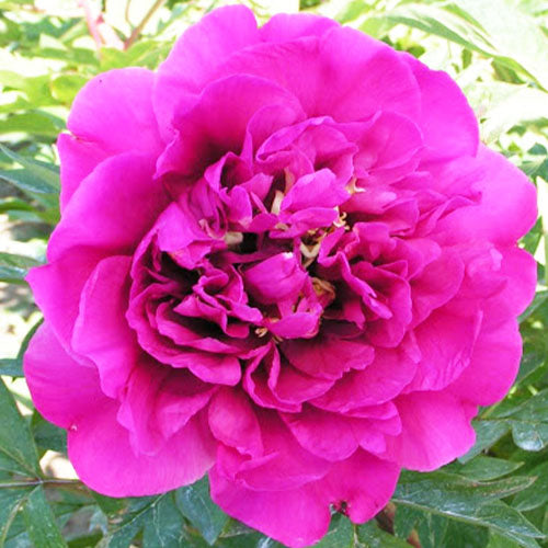 Peony Belle Toulousaine (ITOH ) - Peonita