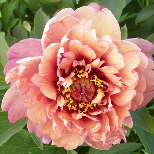 Peony Berry Garcia (ITOH ) - Peonita