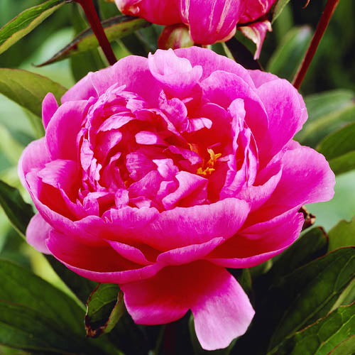 Peony Bouchela - Peonita