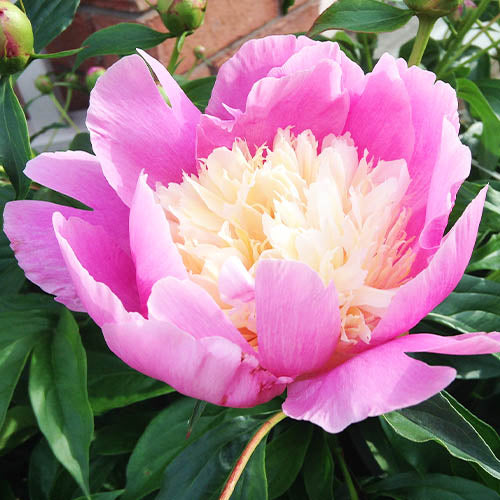 Peony Bowl of Love - Peonita