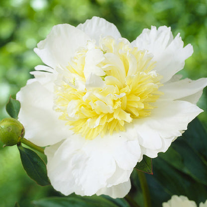 Peony Bridal Icing - Peonita