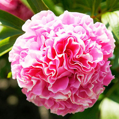 Peony Carnation Bouquet - Peonita