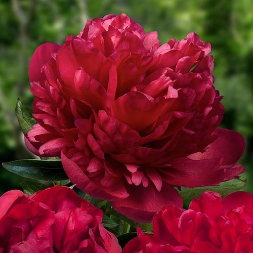 Peony Carol - Peonita