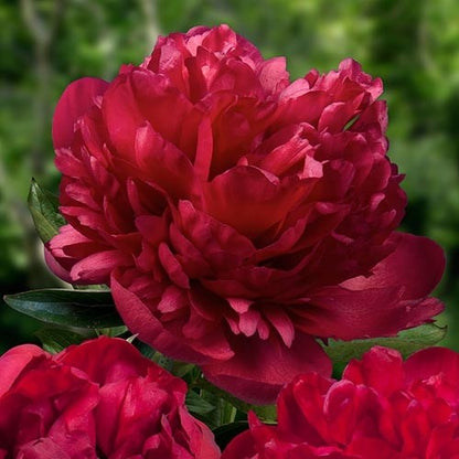 Peony Carol - Peonita