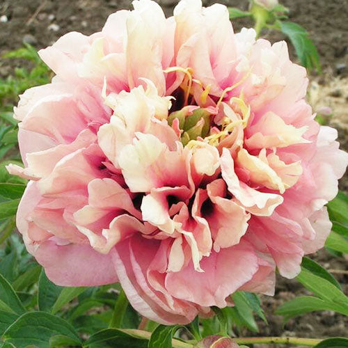 Peony Caroline Constabel (ITOH ) - Peonita