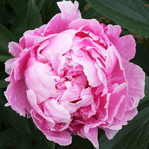 Peony Clemenceau - Peonita