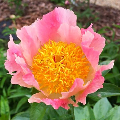 Peony Coral Scout - Peonita