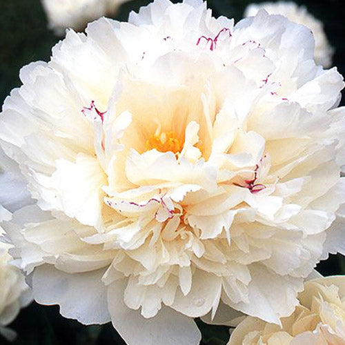 Peony Couronne d'Or - Peonita