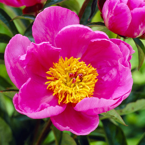 Peony Dancing Butterfly - Peonita