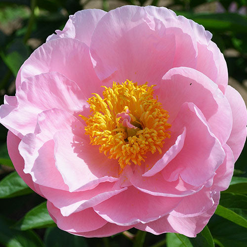 Peony Dreamtime - Peonita