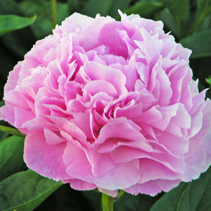 Peony Dresden Pink - Peonita