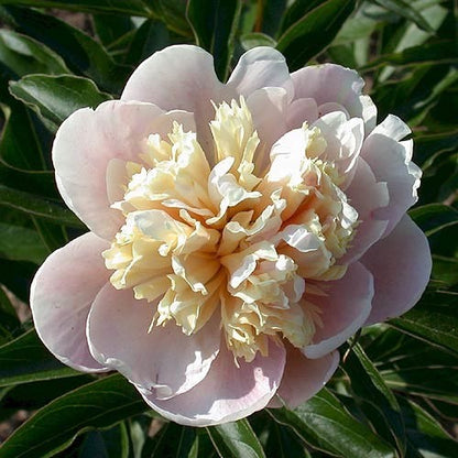 Peony Fairy's Petticoat - Peonita