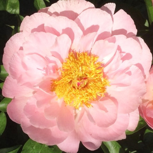 Peony Faithful Dream - Peonita