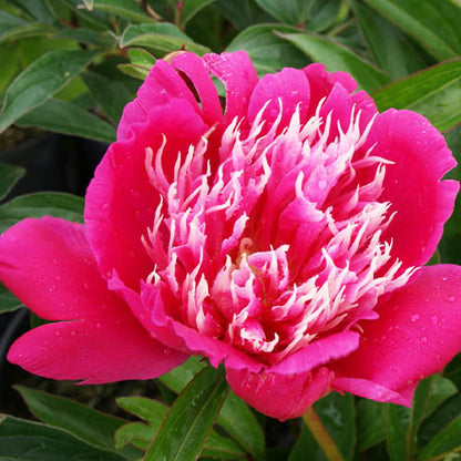 Peony Fantastic - Peonita