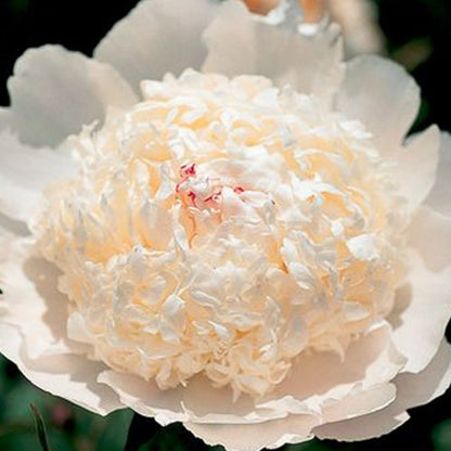 Peony Festiva Supreme - Peonita