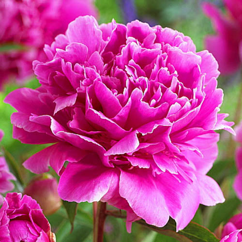 Peony Festivity - Peonita