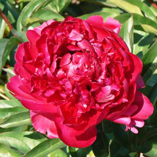 Peony Gen. Mac Mahon - Peonita