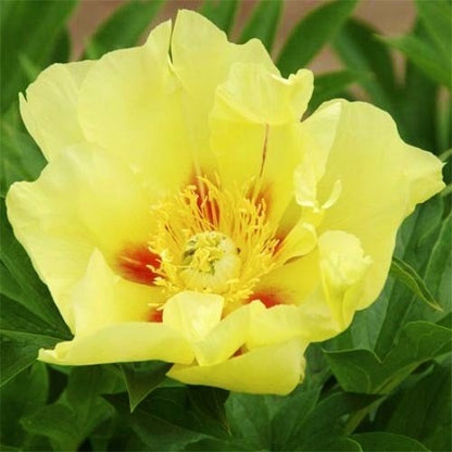 Peony Going Bananas (ITOH ) - Peonita