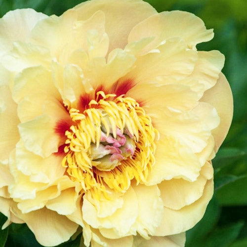 Peony Golden Fairy (ITOH ) - Peonita