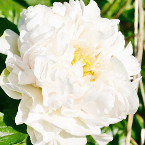 Peony Greenland - Peonita