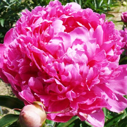 Peony Helen Hayes - Peonita