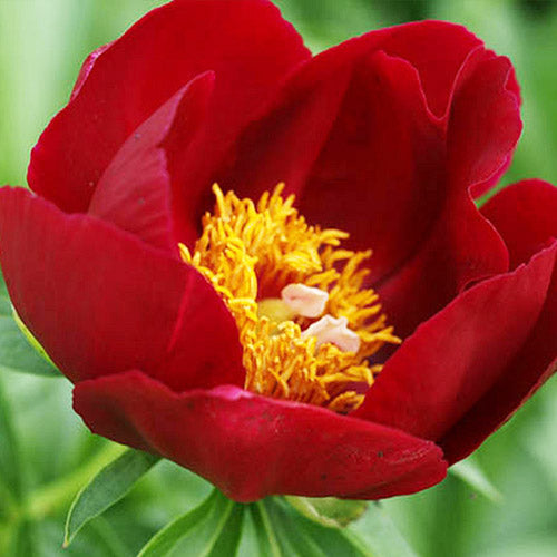 Peony Illini Warrior - Peonita