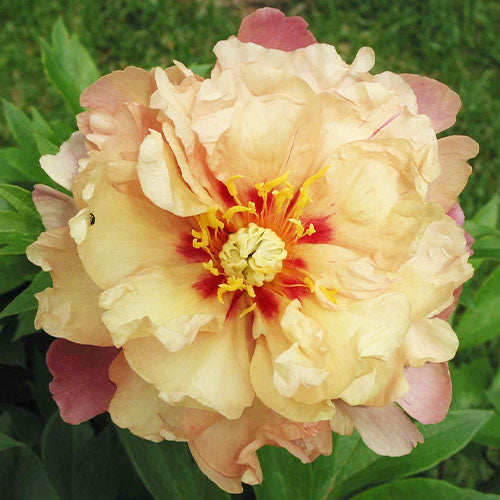 Peony Joanna Marlene (Anderson) (ITOH ) - Peonita