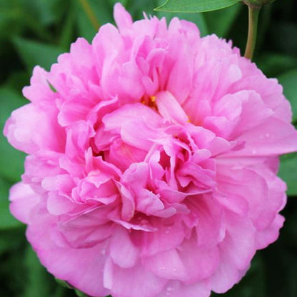 Peony Juliska - Peonita