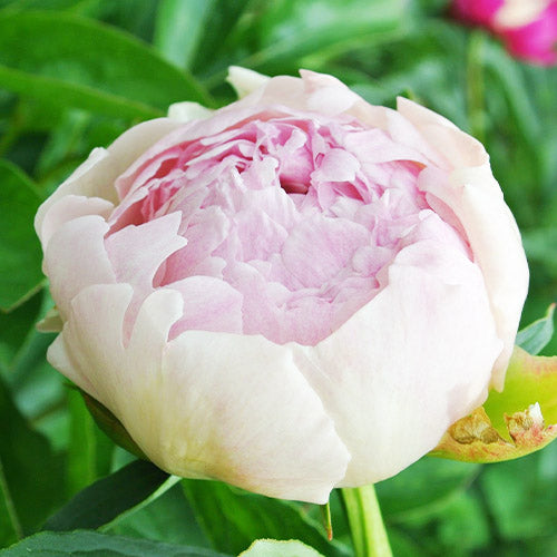 Peony Klehm's Pink Unknown - Peonita