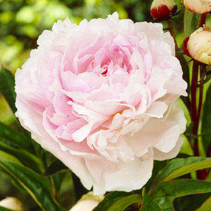 Peony Lady Orchid - Peonita