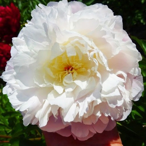 Peony Lillian Wild - Peonita