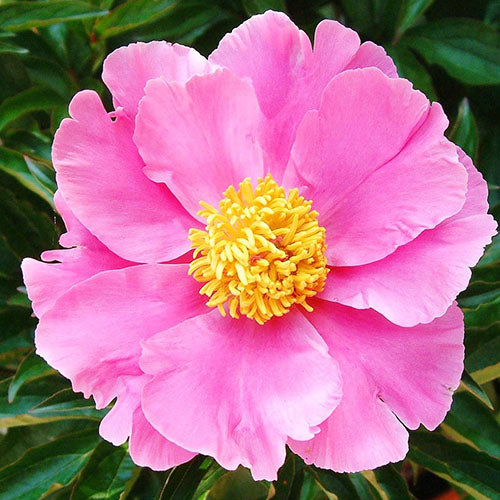 Peony Little Medicineman - Peonita