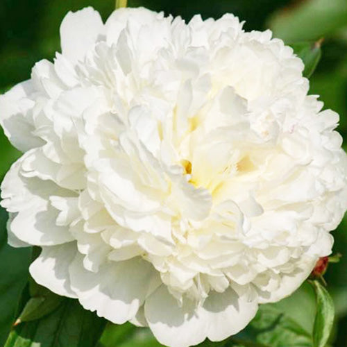 Peony Luxor - Peonita