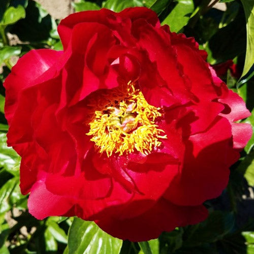 Peony Mackinac Grand - Peonita