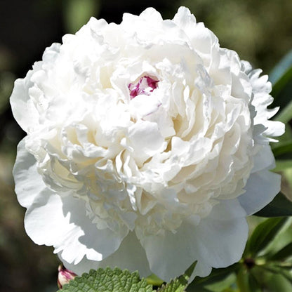 Peony Madame de Verneveille - Peonita