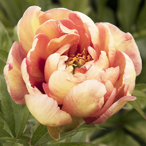 Peony Magical Mystery Tour (ITOH ) - Peonita