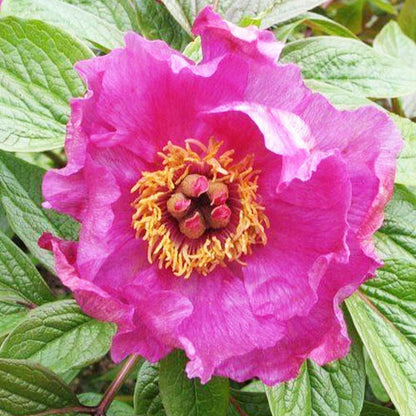 Peony Mairei - Peonita