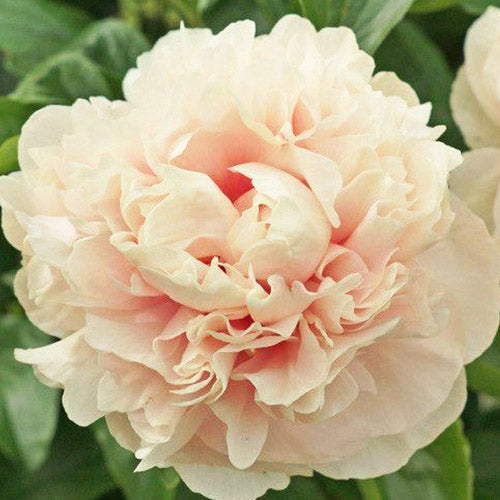 Peony Majesty's Splendor - Peonita