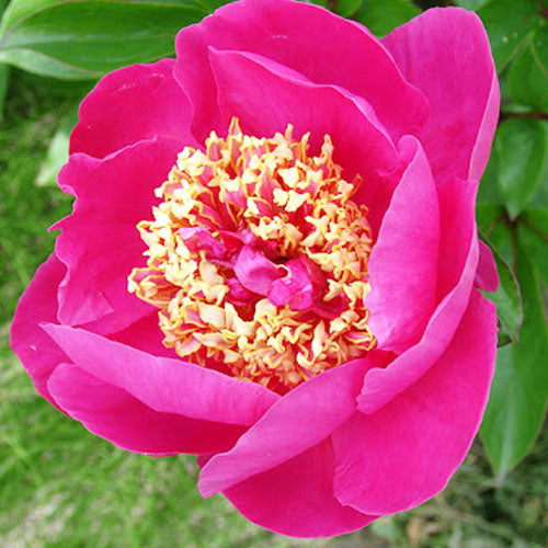 Peony Mandarin's Coat - Peonita