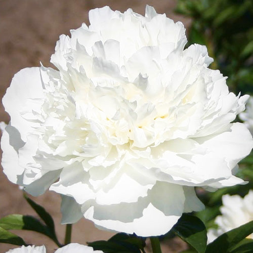 Peony Marshmallow Puff - Peonita