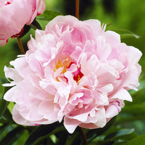 Peony Miss Eckhart - Peonita