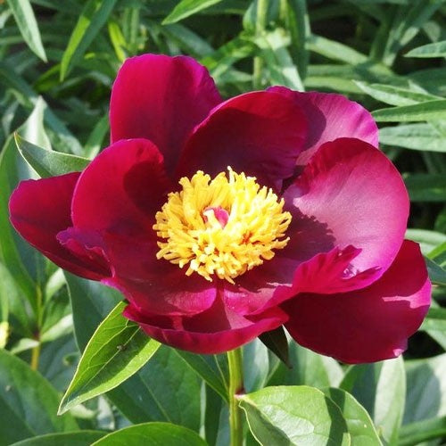 Peony Miss Mary - Peonita