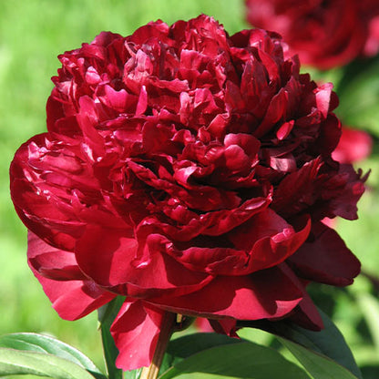 Peony Monsieur M. Cahuzac - Peonita