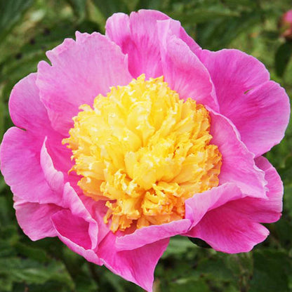 Peony Mr. G.F. Hemerik - Peonita