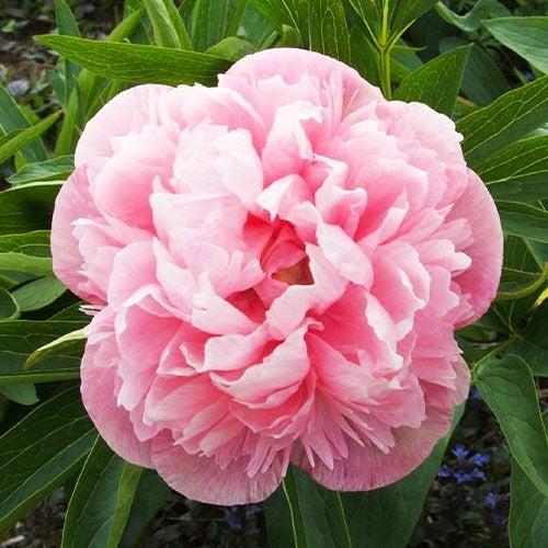 Peony Multabilis Plena - Peonita